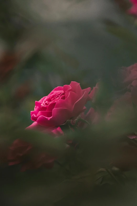 a close up of a flower with a blurry background, unsplash contest winner, romanticism, small red roses, paul barson, rich deep pink, a high angle shot