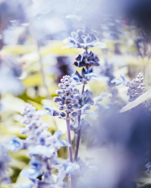 a close up of a bunch of purple flowers, unsplash, soft blue light, photograph of enchanted garden, blue and grey, depth of field 8k