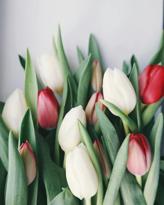 a bunch of red and white tulips in a vase, trending on unsplash, multiple stories, lgbt, white, pastel'