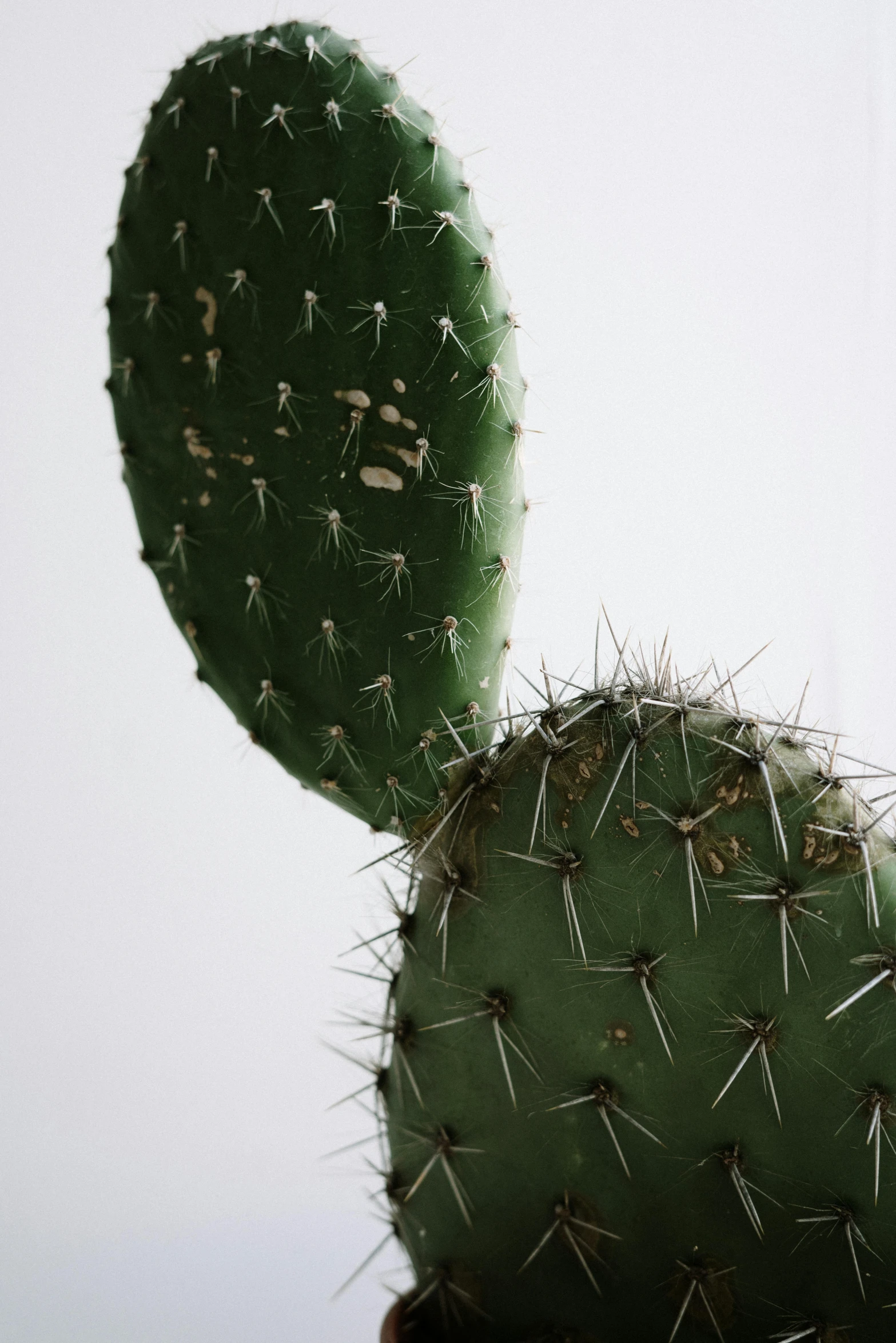 a close up of a cactus plant with a white background, by Carey Morris, low quality photo, two, large tall, wall