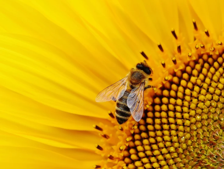 a bee sitting on top of a yellow sunflower