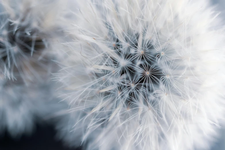 a couple of dandelions sitting on top of a table, a macro photograph, by Mandy Jurgens, unsplash contest winner, art photography, micro detail 4k, grey, soft light - n 9, fireworks