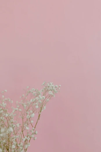a vase filled with baby's breath flowers against a pink background, trending on unsplash, postminimalism, bed of flowers on floor, extremely pale, distant photo, portrait photo of a backdrop