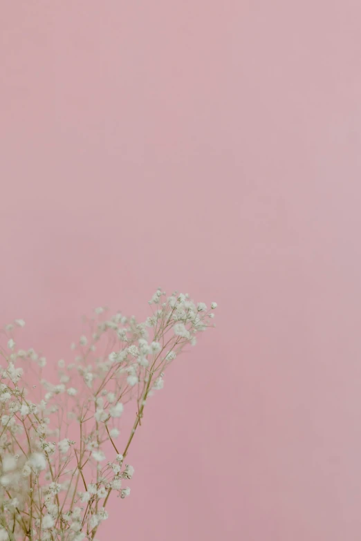 a vase filled with baby's breath flowers against a pink background, trending on unsplash, postminimalism, bed of flowers on floor, extremely pale, distant photo, portrait photo of a backdrop