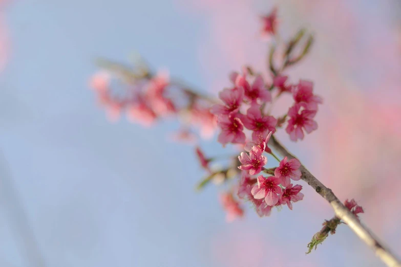 a branch with pink flowers against a blue sky, by Eglon van der Neer, art photography, medium format. soft light, crimson, soft bokeh, 2022 photograph