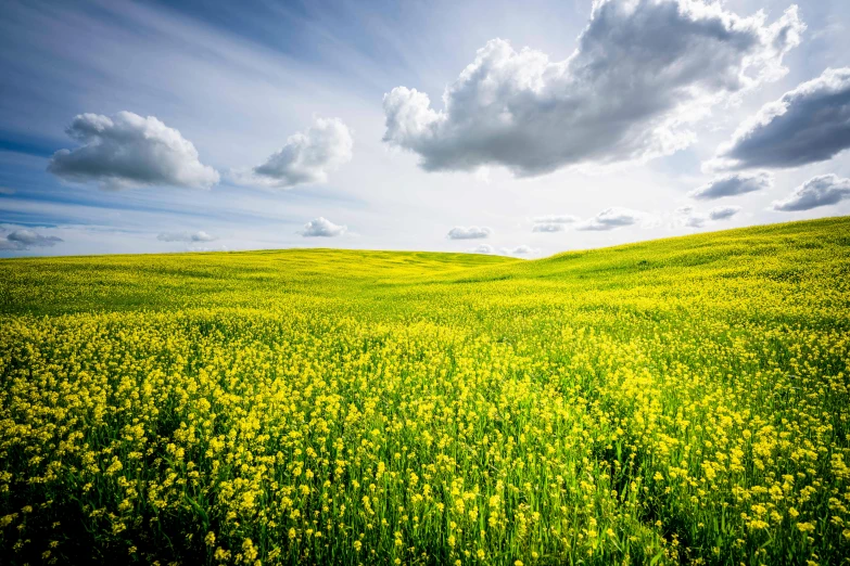 a field full of yellow flowers under a cloudy sky, by Matthias Stom, unsplash, color field, yorkshire, green gas spreading across land, nordic landscape, instagram photo