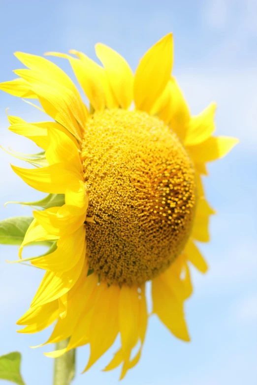 a close up of a sunflower with a blue sky in the background, on display, full product shot, zoomed in, grey