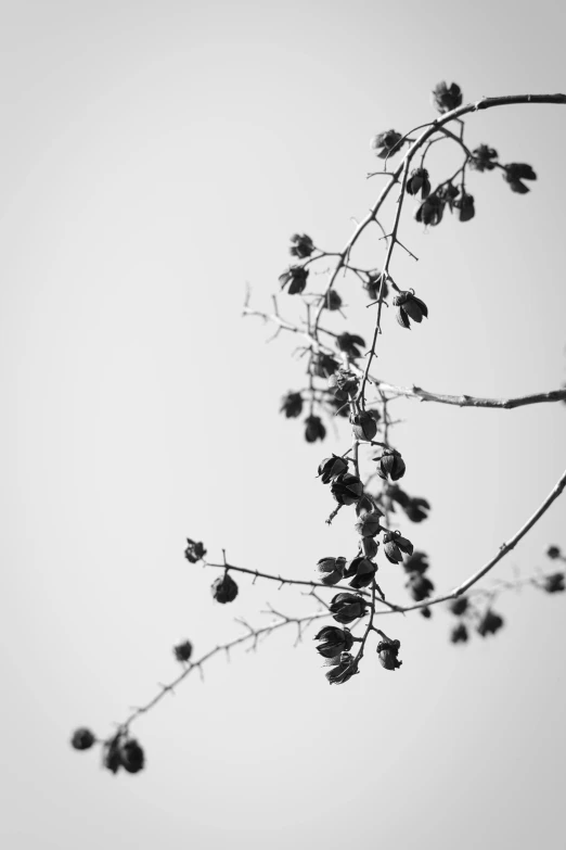 a black and white photo of a tree branch, by Ai-Mitsu, seeds, berries dripping, 256x256, :: morning