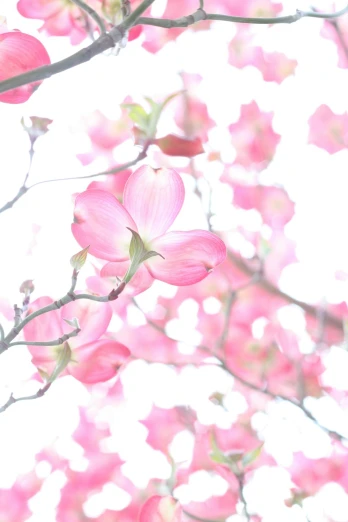 a close up of a tree with pink flowers, poster art, inspired by Jung Park, trending on unsplash, pastel flower petals flying, magnolia stems, ilustration, medium format. soft light