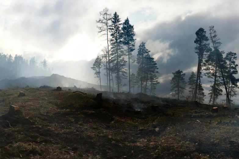 a group of trees that are on a hill, by Anato Finnstark, pexels contest winner, smouldering charred timber, 4 k cinematic panoramic view, smoke and debris, nordic landscape