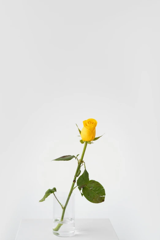 a single yellow rose in a clear vase, white backdrop, one contrasting small feature, lined up horizontally, understated