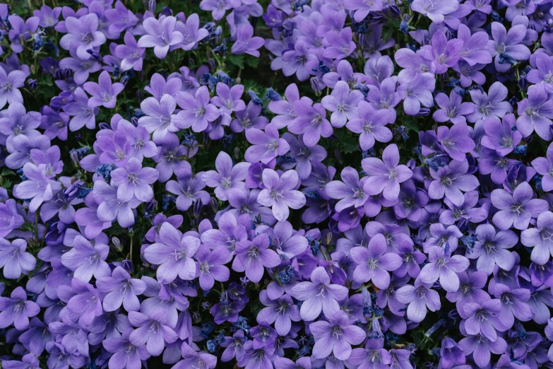 a close up of a bunch of purple flowers, kobalt blue, listing image, lobelia, low colour