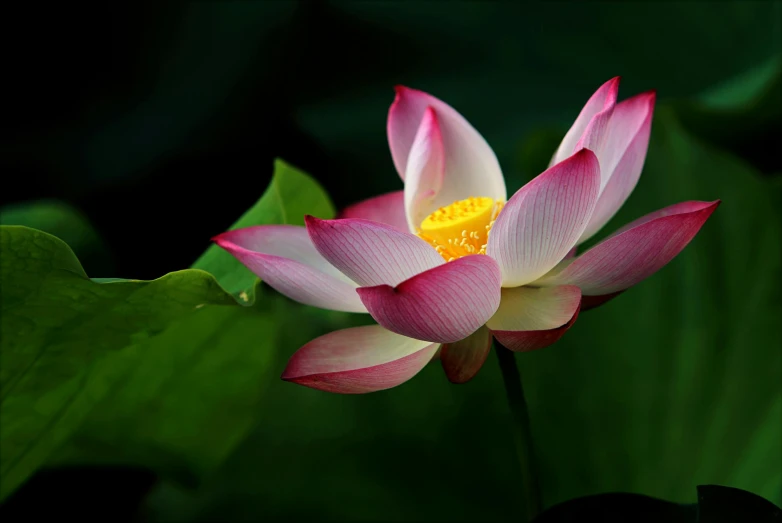 a pink flower sitting on top of a green leaf, sitting on a lotus flower, paul barson, photograph, hangzhou