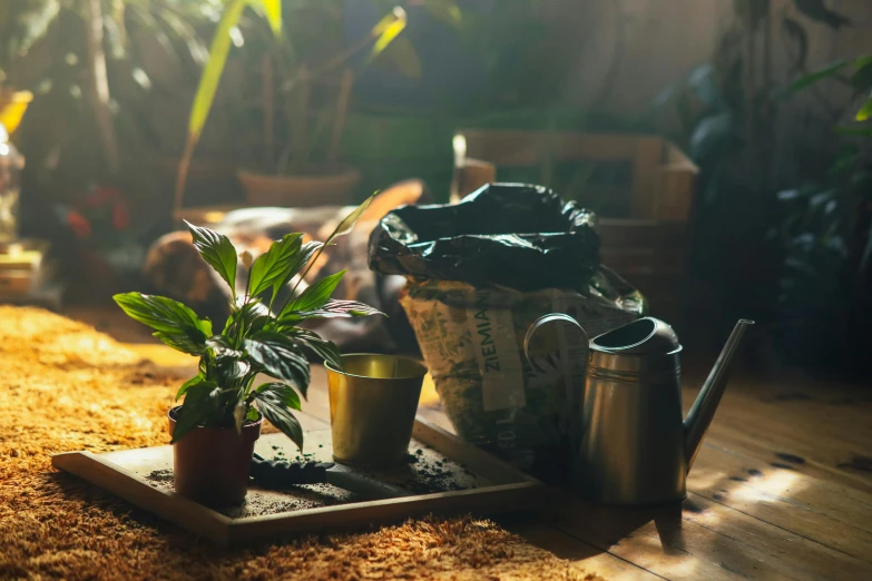 a potted plant sitting on top of a wooden tray, a still life, inspired by Elsa Bleda, trending on unsplash, process art, watering can, with backlight, assam tea garden setting, alessio albi