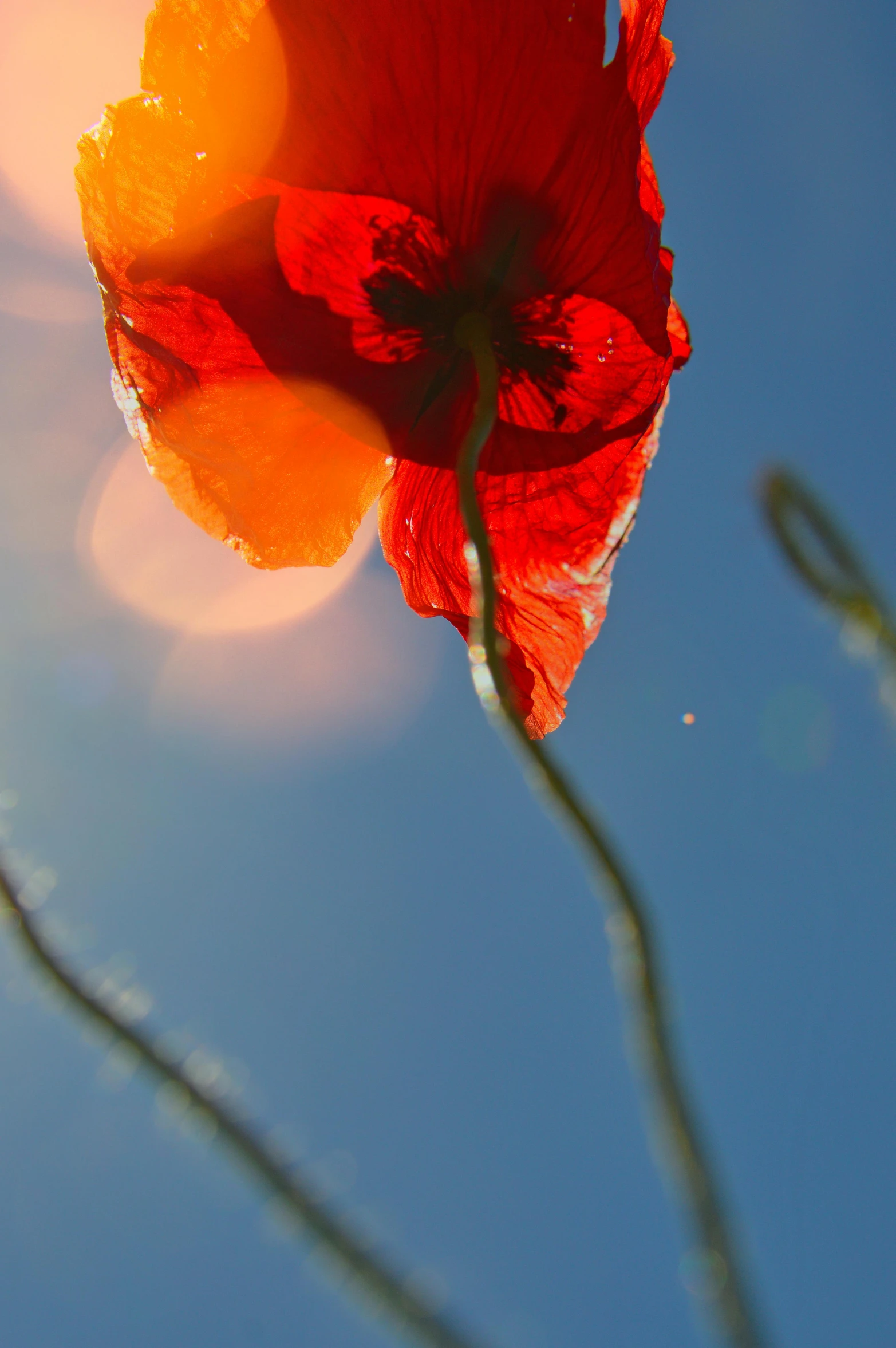 a red flower sitting on top of a lush green field, in the sun, reaching for the sky, slide show, poppies