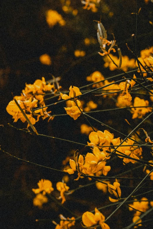 a bunch of yellow flowers sitting on top of a lush green field, unsplash contest winner, australian tonalism, jungle vines and fireflies, gold and black color scheme, concert, lo - fi