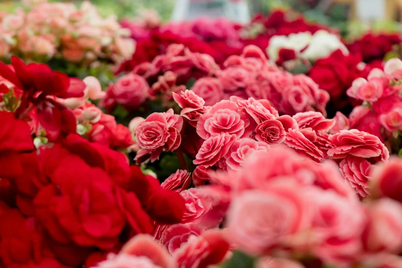 a close up of a bunch of flowers, in red gardens, rose tones, in rows, sea of parfait