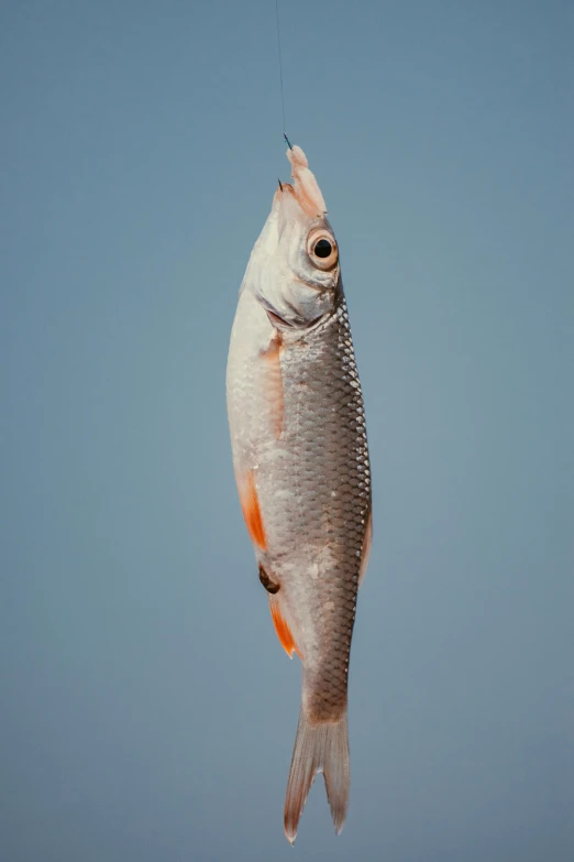 a fish that is hanging in the air, by Attila Meszlenyi, unsplash, photorealism, with a blue background, gazing off into the horizon, taken in the late 2010s, ready to eat