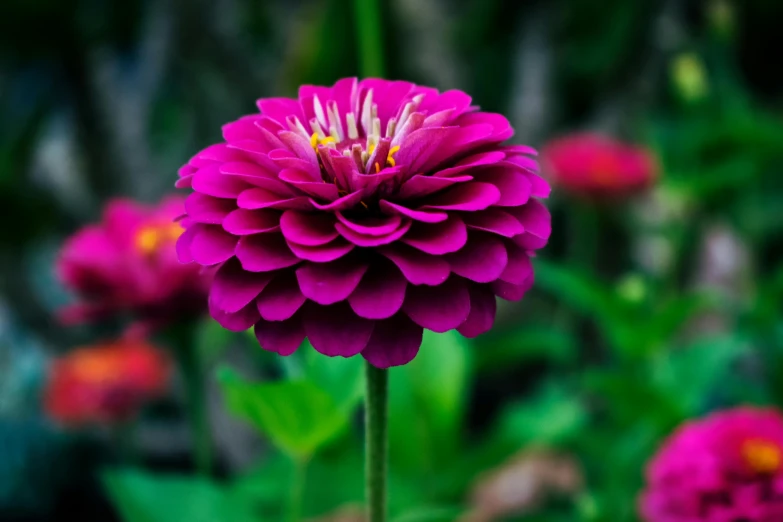 a purple flower sitting on top of a lush green field, pexels contest winner, dahlias, vibrant rich deep color, hot pink, bright vivid color hues:1