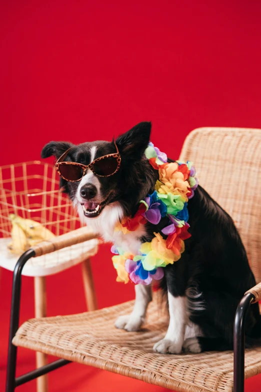 a black and white dog sitting on a wicker chair, pexels contest winner, pop art, wearing a hawaiian dress, pride month, having a cool party, corgi