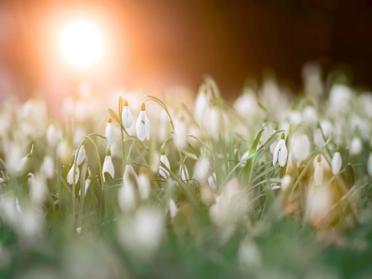 a field of snowdrops with the sun in the background, pexels contest winner, romanticism, golden hour firefly wisps, white, gardening, lights with bloom