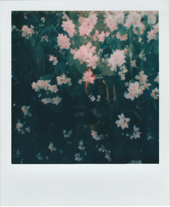 a polaroid picture of pink and white flowers, inspired by Elsa Bleda, trending on unsplash, ((greenish blue tones)), lights on, made of flowers, flowers in a flower bed