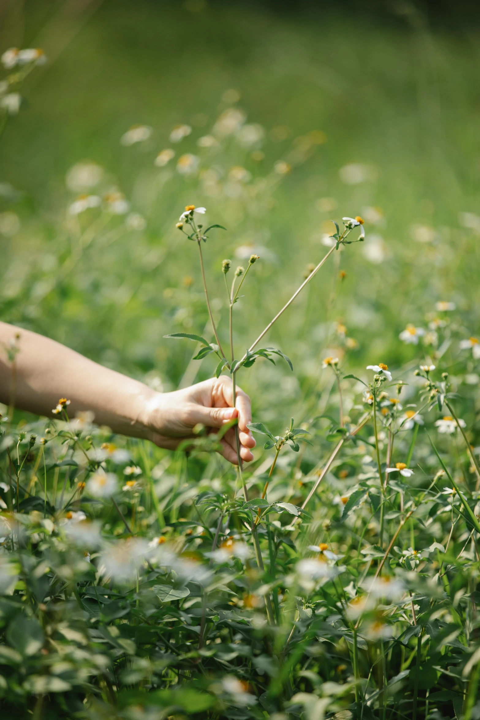 a person holding a flower in a field, inspired by Elsa Bleda, land art, chamomile, sustainable materials, grazing, playing