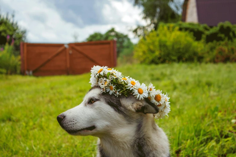 a dog wearing a flower crown in a field, pexels contest winner, husky, giant daisy flower over head, vine headdress, in garden