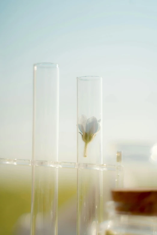 a couple of glass vases sitting on top of a table, test tubes, zoomed in shots, depicting a flower, detailed product shot