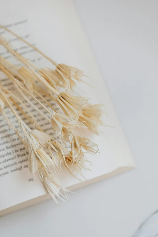 a bunch of dried grass sitting on top of an open book, by Ruth Simpson, trending on unsplash, light cream and white colors, miniature product photo, holding books, made of silk paper