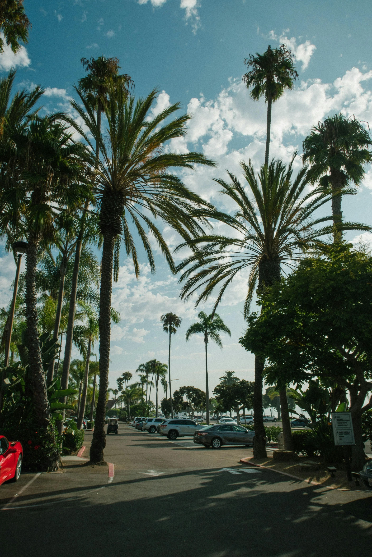 a street lined with palm trees and parked cars, harbor, streetscapes, view of the ocean, square