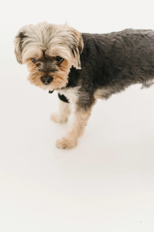 a small dog is standing in the snow, by Will Ellis, trending on unsplash, minimalism, on a white table, worried, dynamic closeup, gif