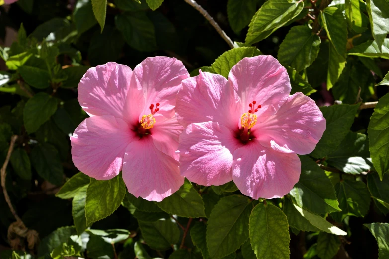 a close up of two pink flowers on a tree, hurufiyya, hibiscus flowers, in the sun, slide show, no cropping