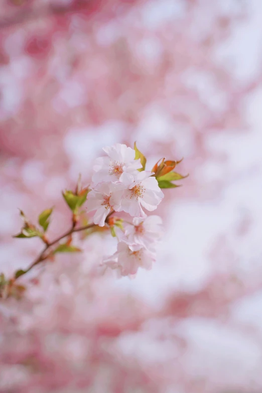 a close up of a flower on a tree, by Niko Henrichon, trending on unsplash, light pink background, cherry trees, paul barson, 中 元 节