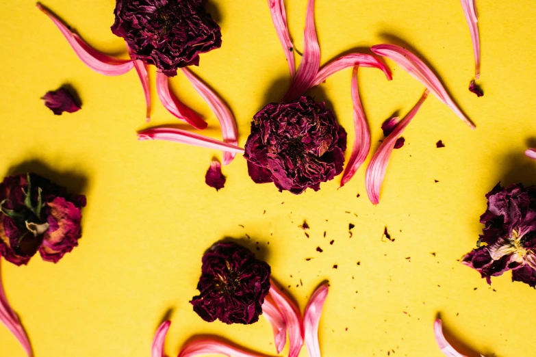 a bunch of purple flowers on a yellow surface, by Carey Morris, trending on pexels, falling red petals, food styling, sichuan, peony