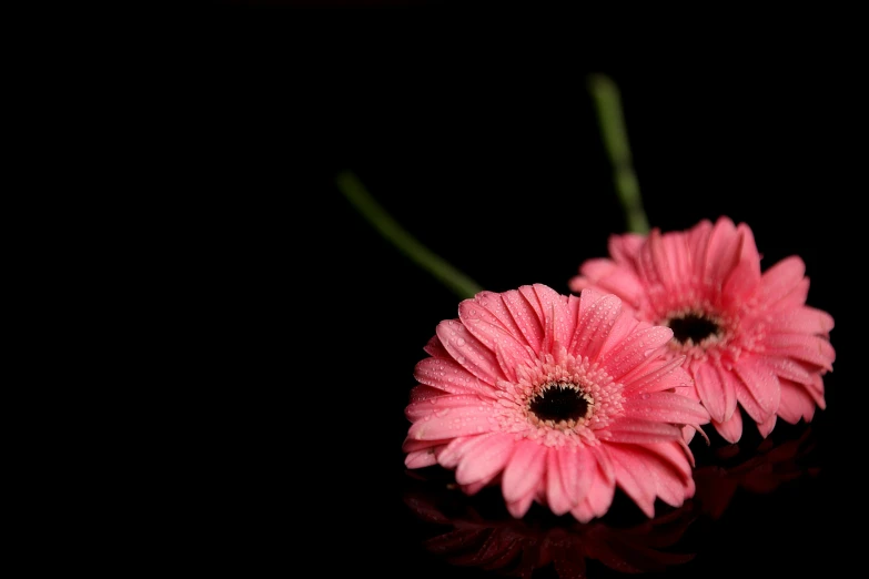 two pink flowers sitting on top of a black surface, an album cover, pixabay, ((pink)), wallpapers, reflection, eye level view