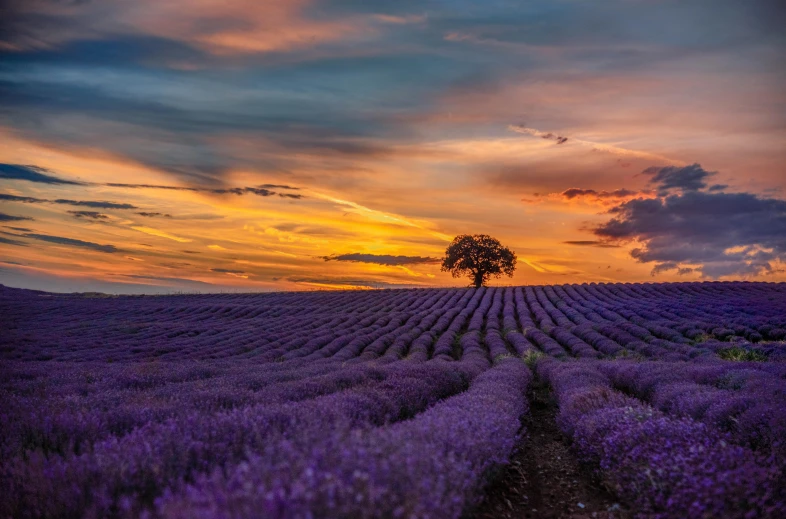 a lone tree in a lavender field at sunset, pexels contest winner, paul barson, orange and turquoise ans purple, travel, sprawling