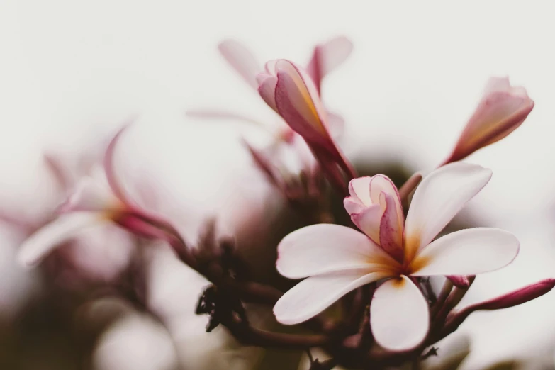 a close up of a flower on a tree, by Carey Morris, trending on unsplash, on a pale background, plumeria, background image, manuka