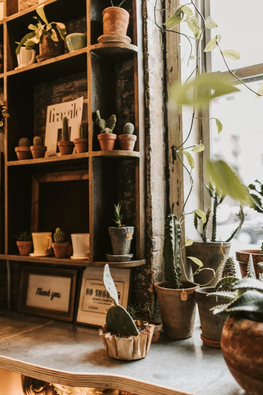 a shelf filled with potted plants next to a window, trending on unsplash, small hipster coffee shop, low quality photo, brown, cacti