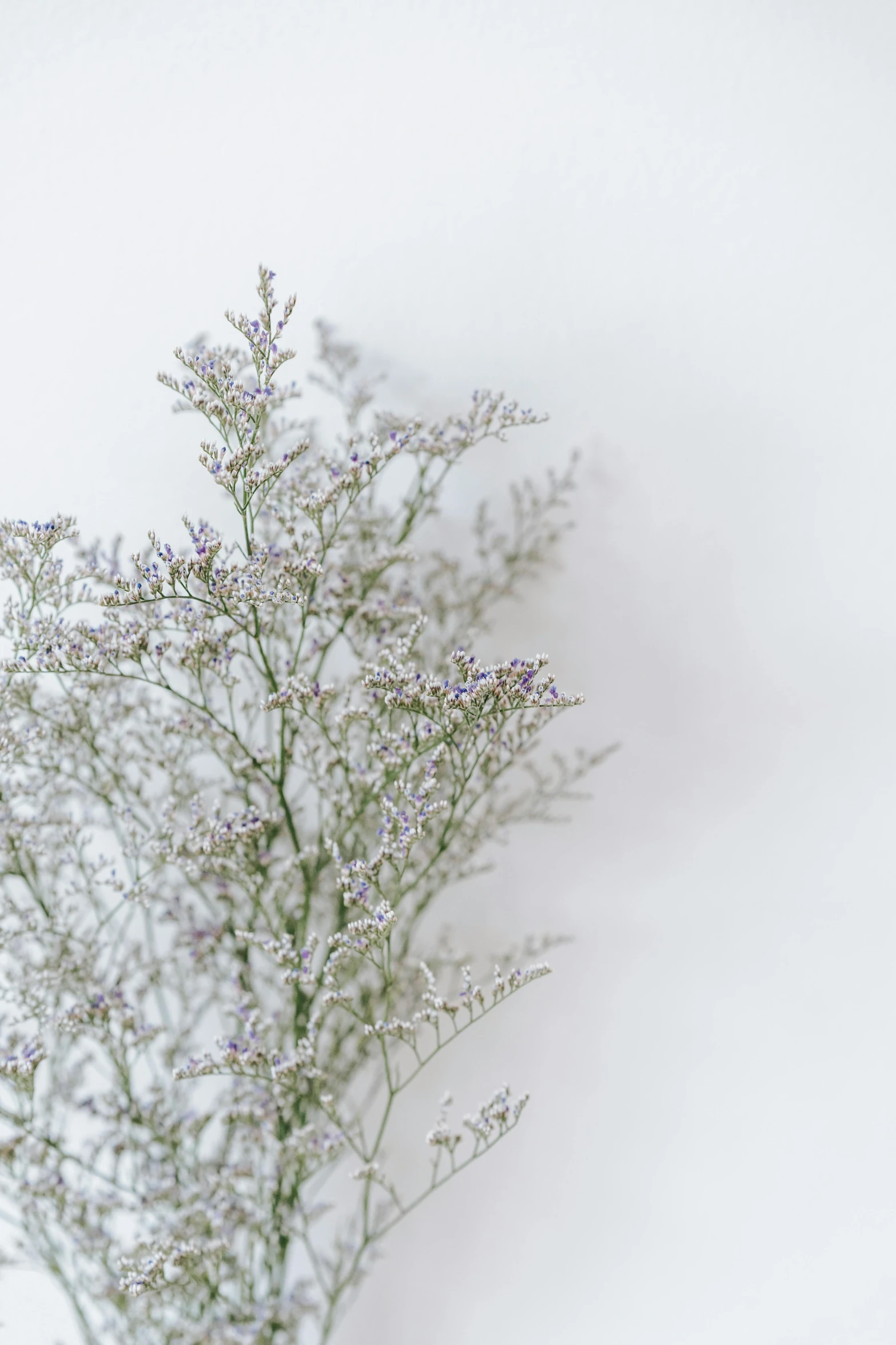 a vase filled with white flowers on top of a table, inspired by Arthur Burdett Frost, trending on unsplash, made of mist, color image, gray canvas, verbena