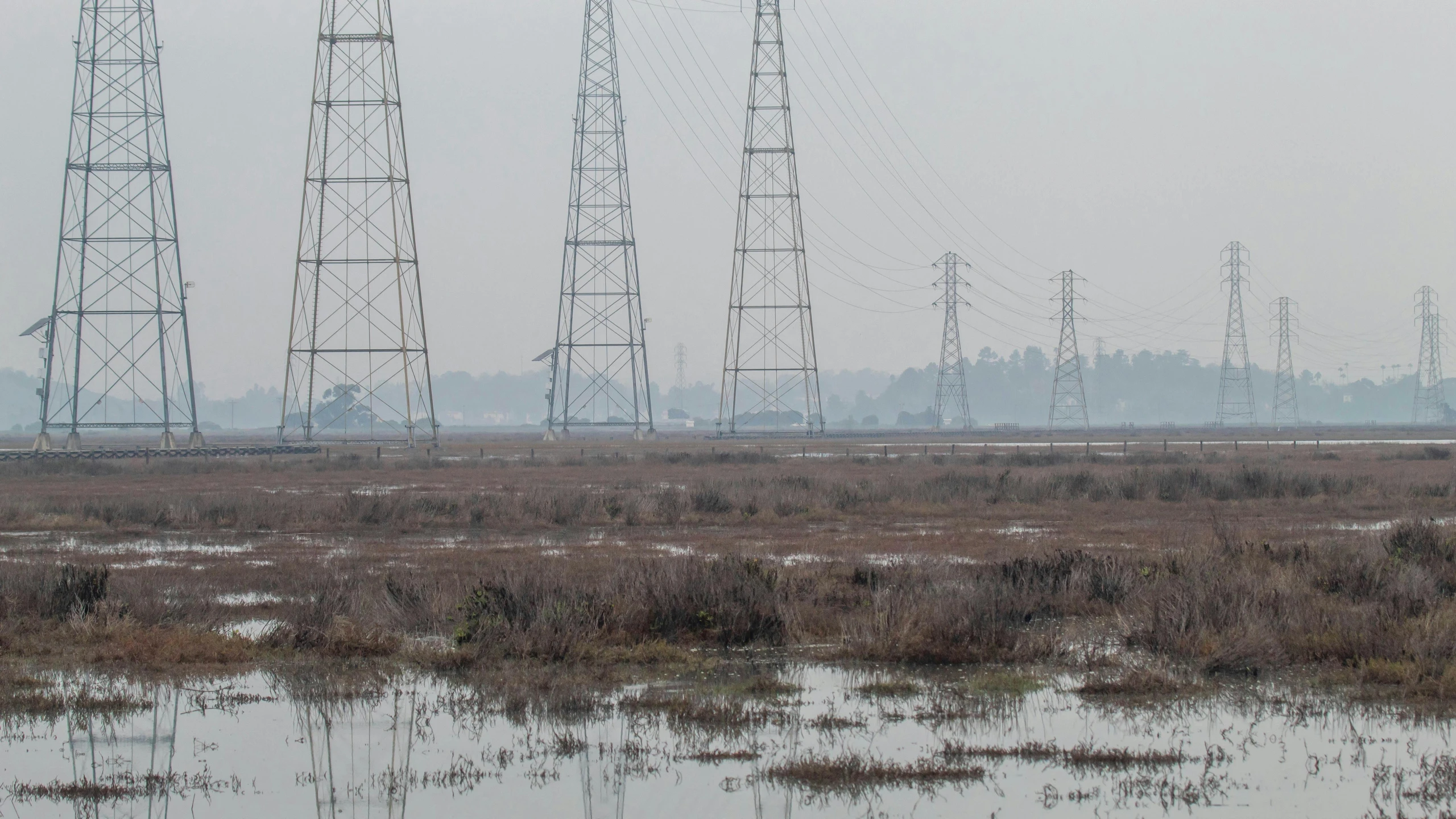 a herd of cattle standing on top of a grass covered field, floating power cables, hazy water, eery dead swamp setting, tall metal towers