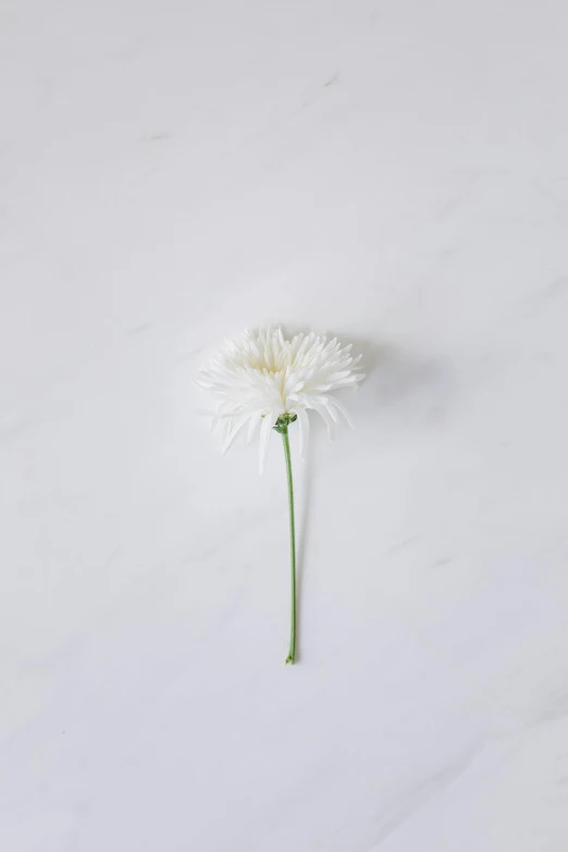 a single white flower on a white surface, chrysanthemum eos-1d, white marble interior photograph, small