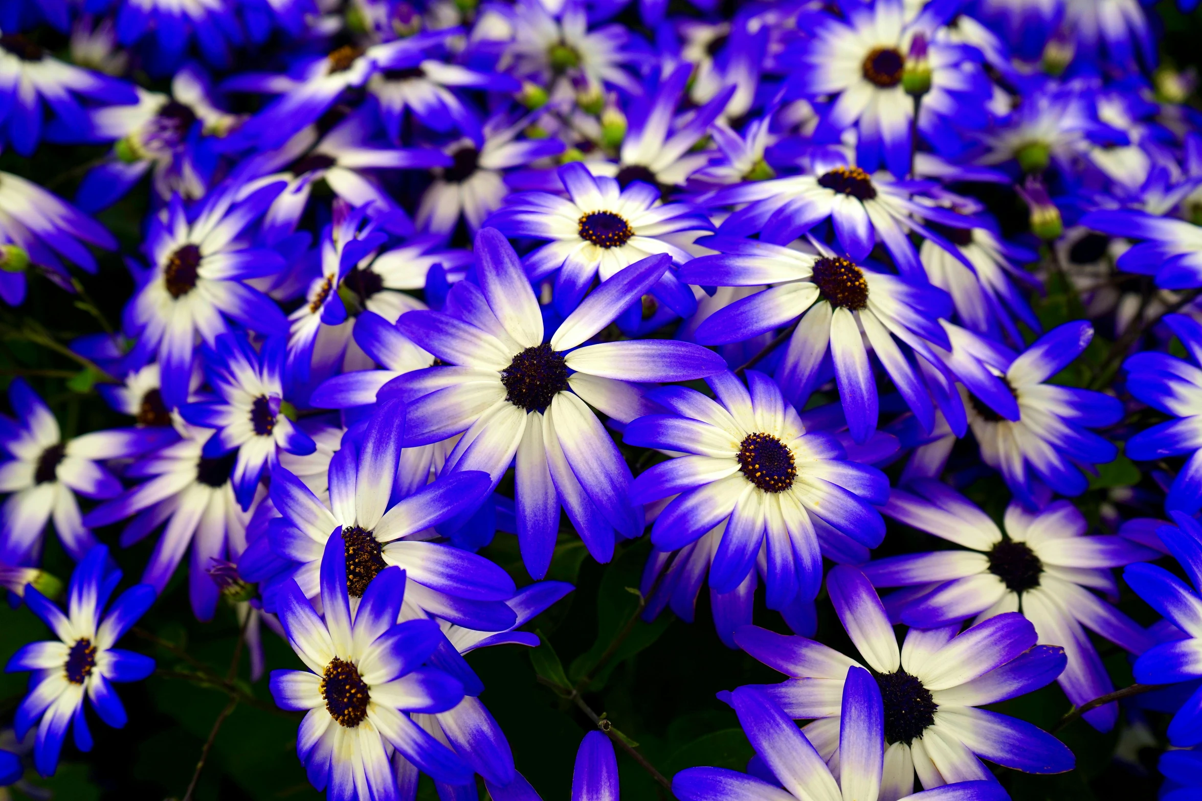 a large group of purple and white flowers, by Carey Morris, pexels, brilliant royal blue, blue glow, front closeup, breathtaking stars