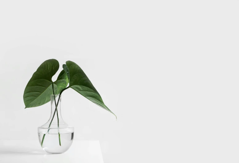 a plant in a glass vase on a table, trending on unsplash, minimalism, white backdrop, multiple stories, white background : 3, microchip leaves