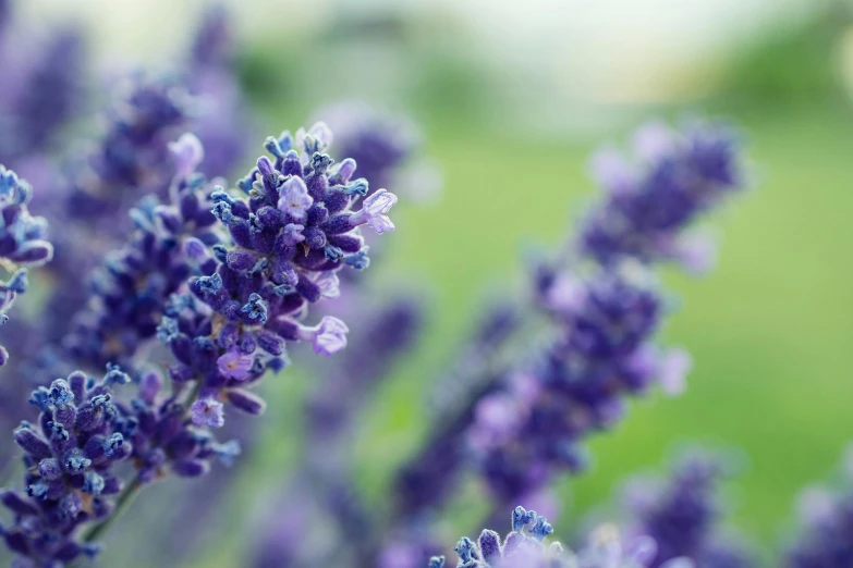 a close up of a bunch of purple flowers, by Carey Morris, unsplash, lavender plants, macro bokeh ”, blue, grey