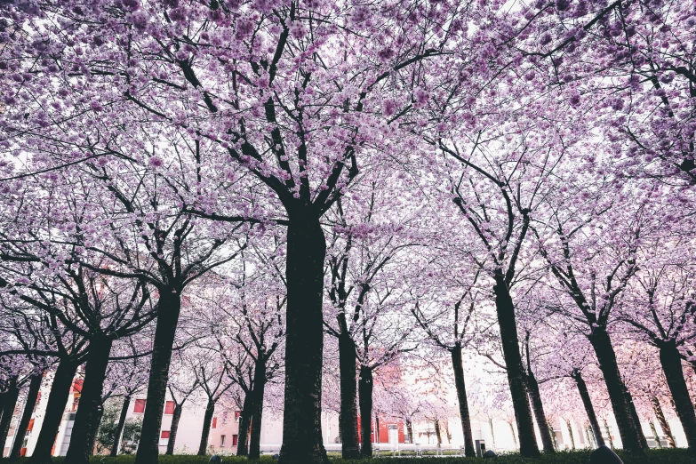 a park filled with lots of trees covered in purple flowers, pexels contest winner, hyperrealism, sakura trees, 🌸 🌼 💮, new york city, lo fi