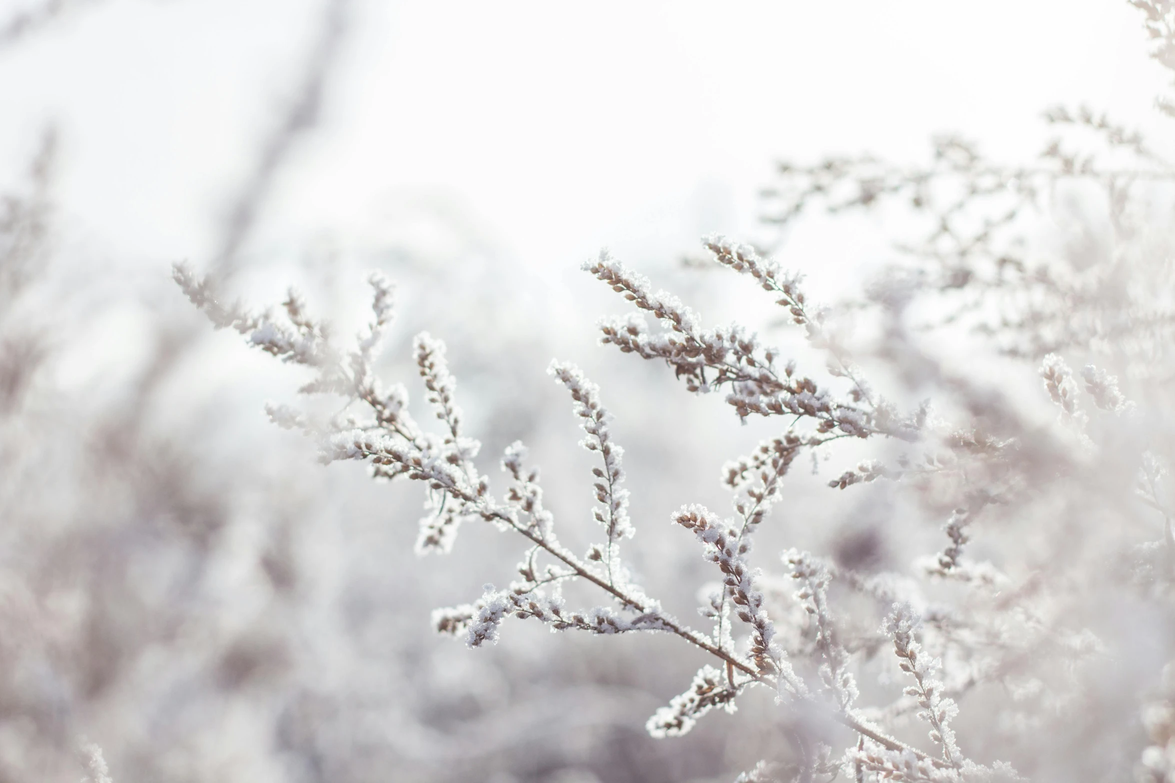 a close up of a plant with snow on it, trending on pexels, light grey mist, silver，ivory, pale pink grass, with branches reaching the sky