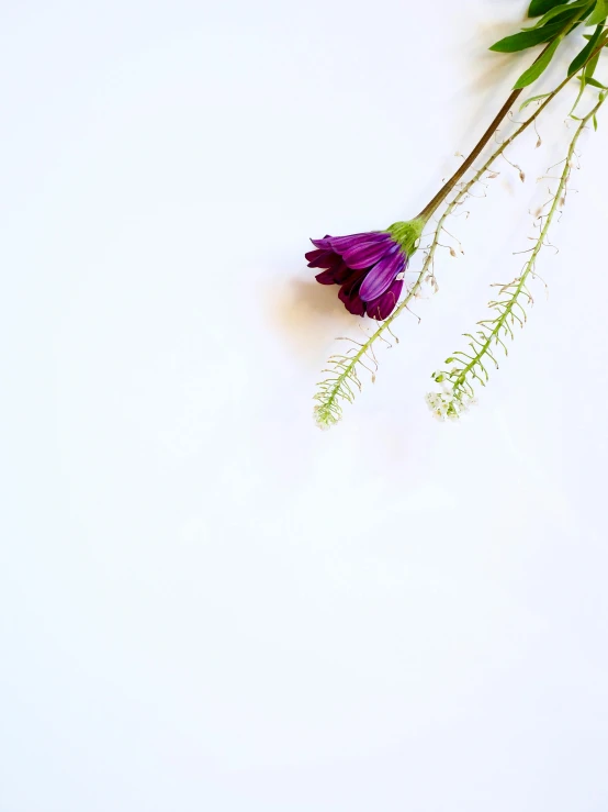 a purple flower sitting on top of a white table, background image, multiple stories, stems, one contrasting small feature