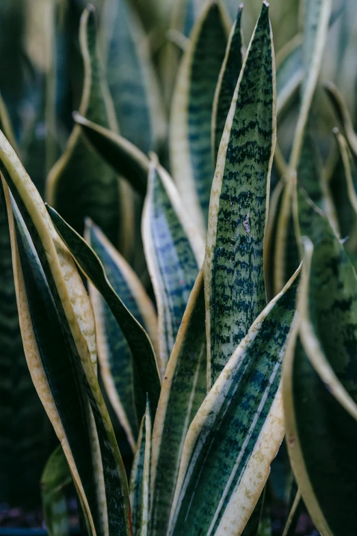 a close up of a plant in a pot, inspired by Elsa Bleda, trending on pexels, snake skin, rows of lush crops, striped, ultrawide image