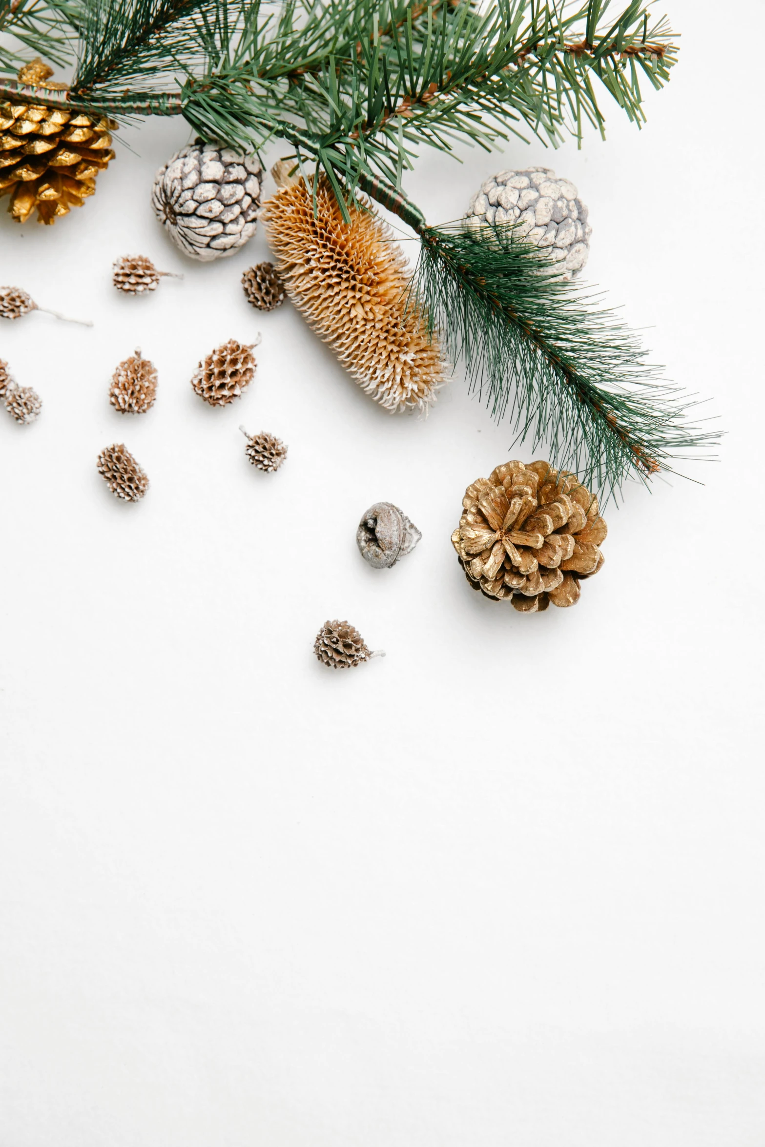 pine cones and pine branches on a white background, by Andries Stock, trending on unsplash, silver with gold accents, 15081959 21121991 01012000 4k, miniatures, ilustration